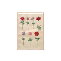Holtzbecker "Franske Anemoner" Plakat 30 x 42 cm