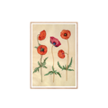 Holtzbecker "Kornvalmue" Plakat 30 x 42 cm